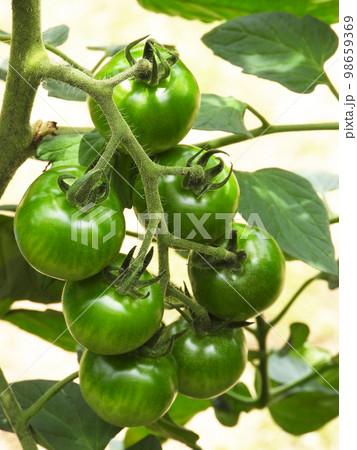 青いトマト 98659369