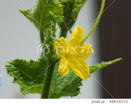 キュウリの雄花 98659370