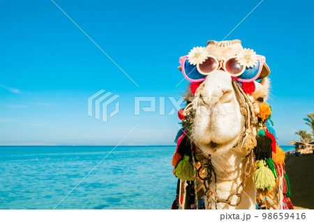 Cheerful camel's face with glasses and a hat on the background of the blue sea. Close-up. Backdrop with a copy space. Concept of travel and tourism. Cheerful camel's face with glasses and a hat on the background of the blue sea. Close-up. Backdrop with a copy space. Concept of travel and tourism. 98659416