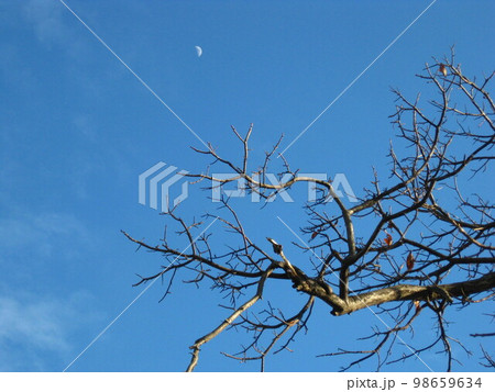 青空と白いお月様 青空と白いお月様 98659634