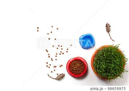 Flat lay composition with accessories for a cat isolated on white background. Pet care. Flat lay composition with accessories for a cat isolated on white background. Pet care. 98659975