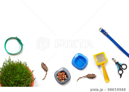Flat lay composition with accessories for a cat isolated on white background. Pet care. 98659988