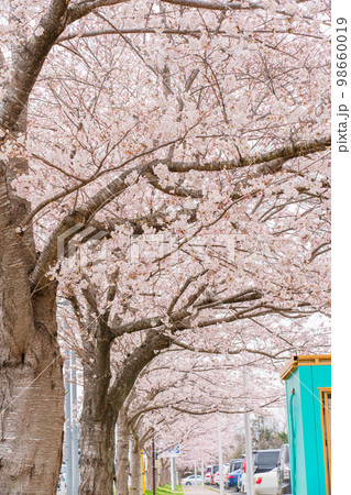 ひこうきの丘の桜 98660019