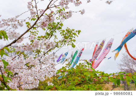 桜と鯉のぼり 98660081