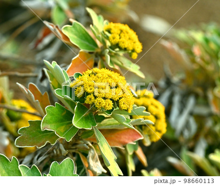 イソギク(Ajania pacifica) イソギク(Ajania pacifica) 98660113