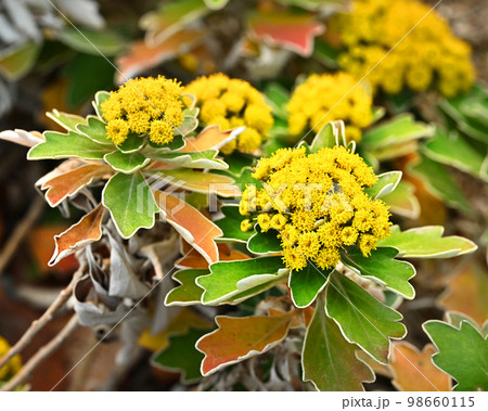 イソギク(Ajania pacifica) イソギク(Ajania pacifica) 98660115