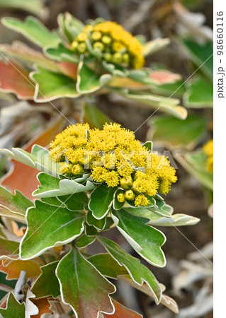 イソギク（Ajania pacifica） 98660116