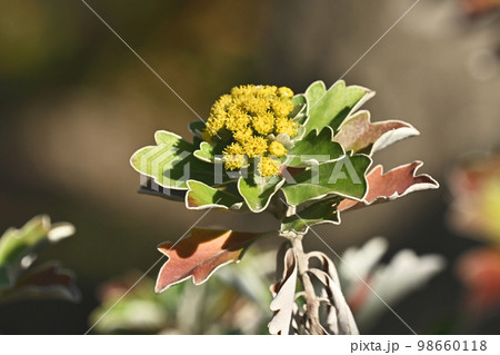 イソギク（Ajania pacifica） 98660118