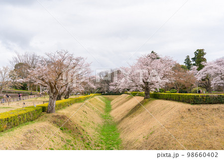 Sakura Castle Ruins Park Cherry Blossoms - Stock Photo [98660402