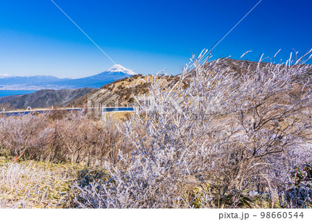 （静岡県）雪化粧した達磨山高原から望む富士山 98660544