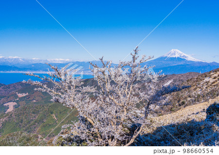 （静岡県）雪化粧した達磨山高原から望む富士山 98660554