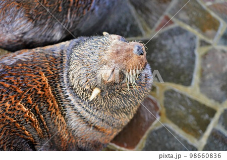 水族館うみたまごのミナミアメリカオットセイの幼獣 水族館うみたまごのミナミアメリカオットセイの幼獣 98660836