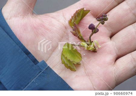 アケビの芽 98660974
