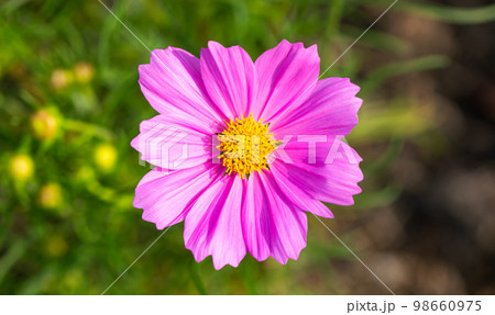 Beautiful blossom pretty pink, purple cosmos in flower in the garden 98660975