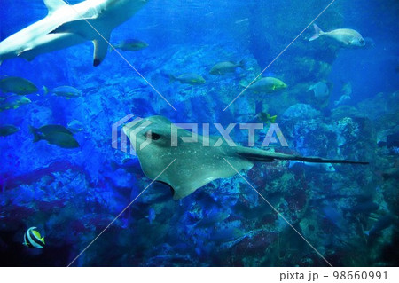 水族館うみたまごの大水槽を泳ぐホシエイ 98660991