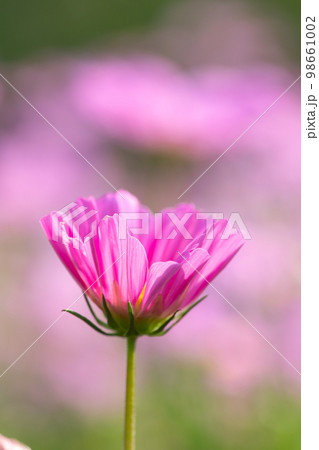 Beautiful blossom pretty pink, purple cosmos in flower in the garden Beautiful blossom pretty pink, purple cosmos in flower in the garden 98661002