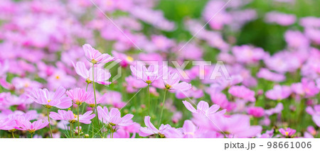 Beautiful blossom pretty pink, purple cosmos in flower in the garden Beautiful blossom pretty pink, purple cosmos in flower in the garden 98661006
