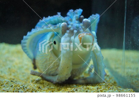 水族館うみたまごのアミダコ 98661155