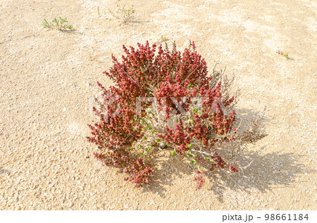 Desert shrub known as Khurreyz or Khurreyza. 98661184