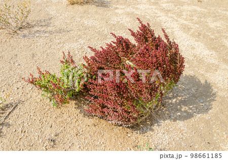 Desert shrub known as Khurreyz or Khurreyza. 98661185