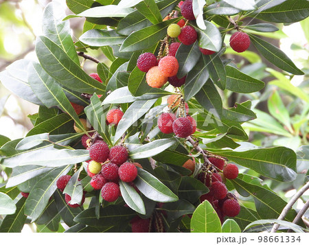 ヤマモモ（山桃） 98661334