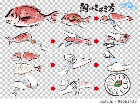 鯛のさばき方　魚をさばく手順　手描き和風イラストセット 98661439