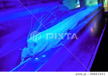 水族館うみたまごのリュウグウノツカイのホルマリン漬け 98661641