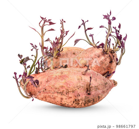 Sweet potato shoots with leaves isolated on white background 98661797