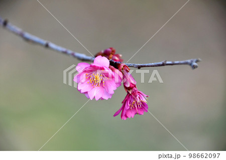 秋から春にかけて咲く桜「エレガンスみゆき」 秋から春にかけて咲く桜「エレガンスみゆき」 98662097