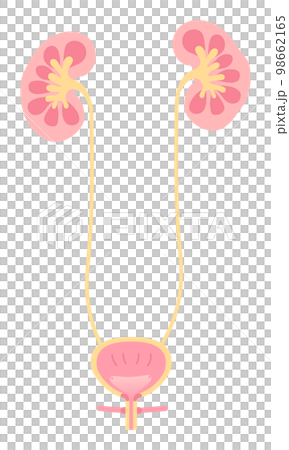 Illustration of female kidneys and bladder no text 98662165