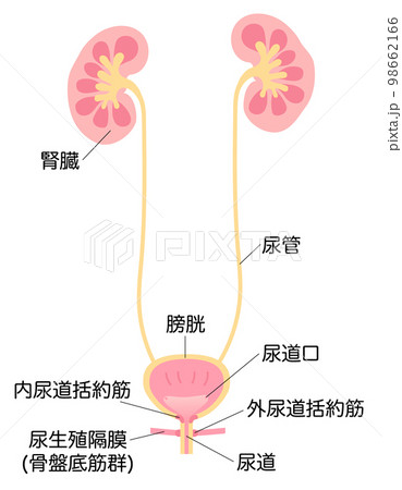 女性の腎臓と膀胱のイラスト　名称あり 98662166