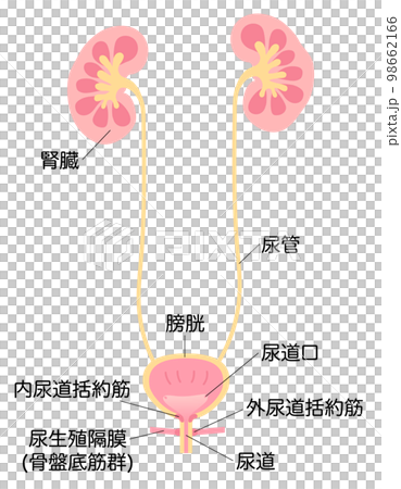 Illustration of female kidneys and bladder with names 98662166