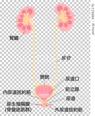 男性の腎臓と膀胱のイラスト　名称あり 98662170