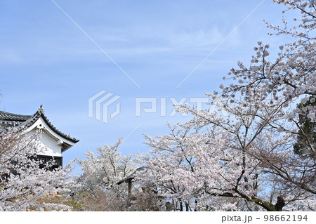 春の国宝犬山城 98662194