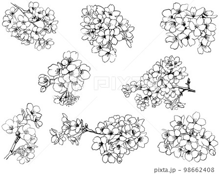桜のイラスト線画　ベクター素材　リアルタッチ　セット 98662408