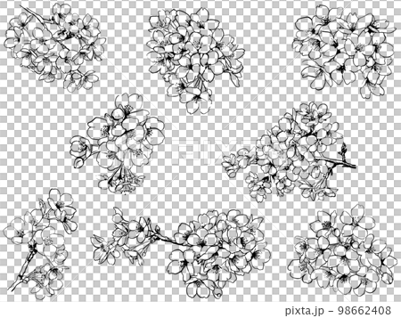 桜のイラスト線画　ベクター素材　リアルタッチ　セット 98662408