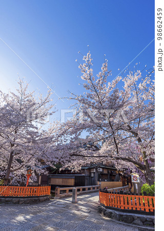 京都祇園白川　桜満開の巽橋 98662459