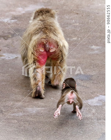 母親を追いかけるニホンザルの赤ちゃん 98662555