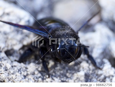 Big black bumblebee on the ground 98662756