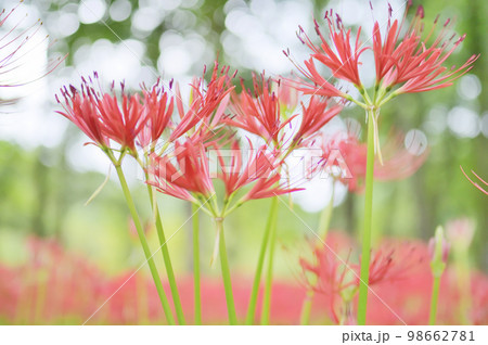 森林に咲く色鮮やかな曼珠沙華 森林に咲く色鮮やかな曼珠沙華 98662781