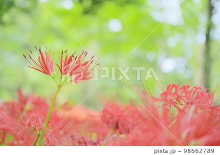 森林に咲く色鮮やかな曼珠沙華 98662789