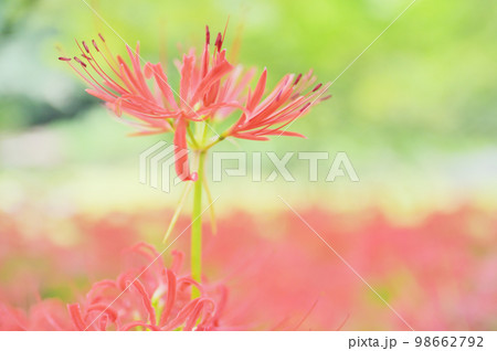 森林に咲く色鮮やかな曼珠沙華 98662792