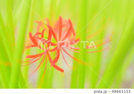 一輪の曼珠沙華 98663133