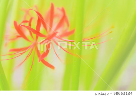 一輪の曼珠沙華 一輪の曼珠沙華 98663134