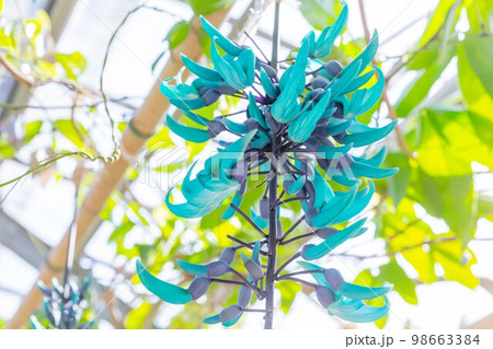 開花したヒスイカズラの花 青い花 翡翠葛 開花したヒスイカズラの花 青い花 翡翠葛 98663384