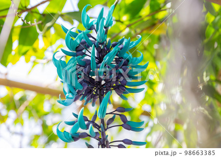 開花したヒスイカズラの花 青い花  翡翠葛 98663385