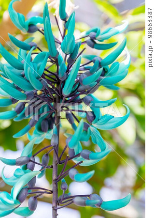 開花したヒスイカズラの花 青い花  翡翠葛 98663387