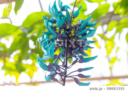 開花したヒスイカズラの花 青い花 翡翠葛 開花したヒスイカズラの花 青い花 翡翠葛 98663391