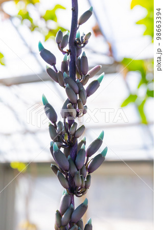 ヒスイカズラの花のつぼみ 青い花  翡翠葛 98663394