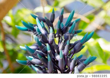 ヒスイカズラの花のつぼみ 青い花  翡翠葛 98663395